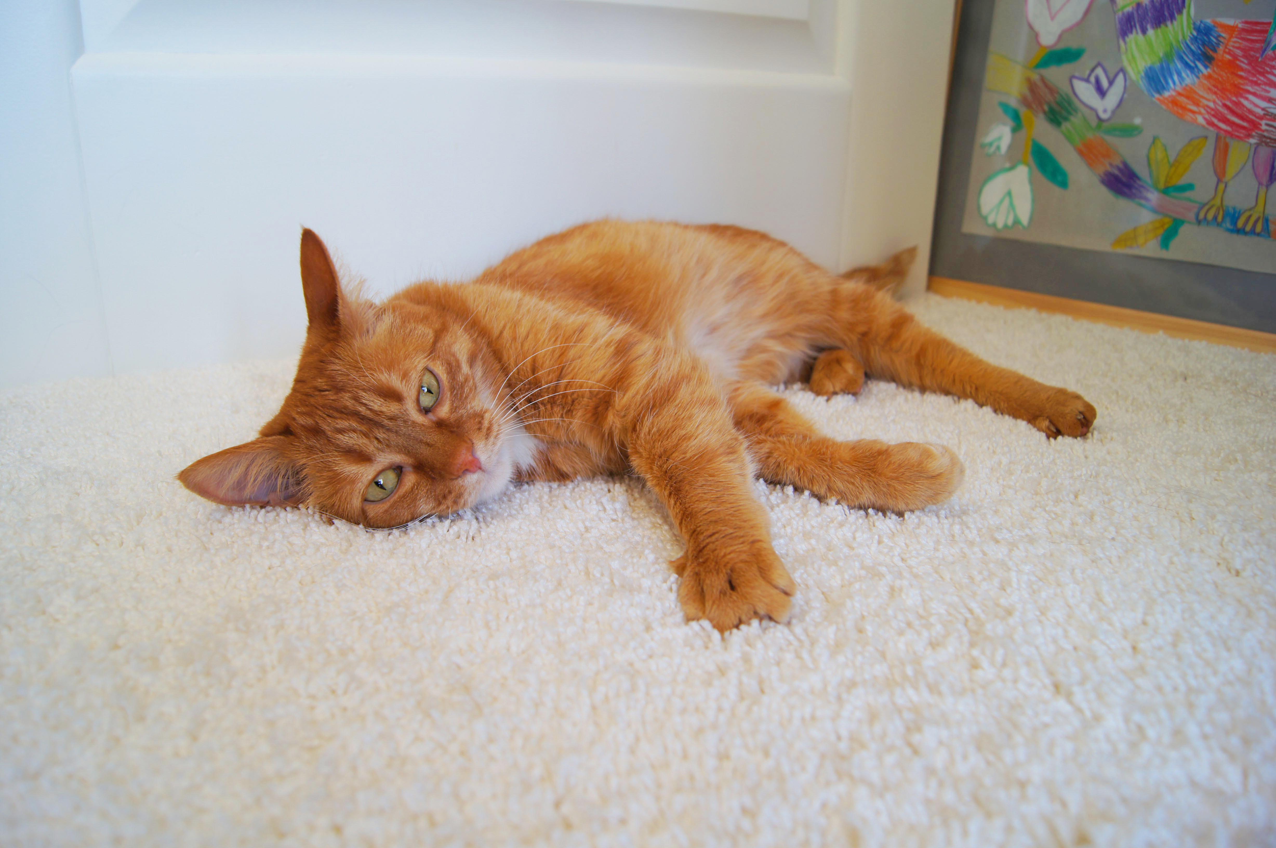 Ковролин "Зартекс" Amarena 140 бежевый (4м) — купить в Чите